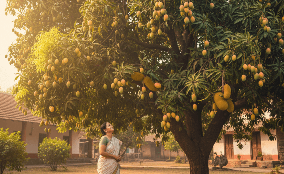 आंबाप्रेम